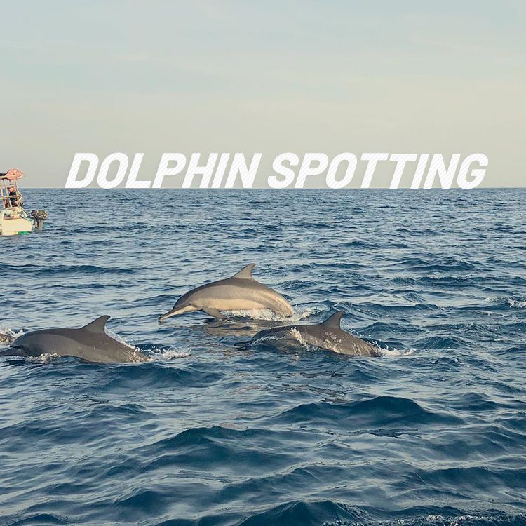 dolphin trip in goa